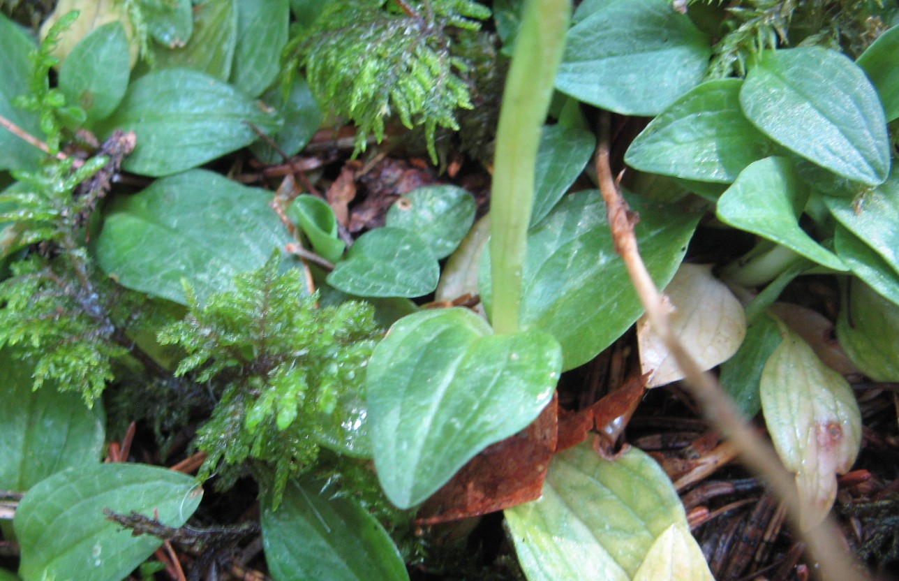 Goodyera repens